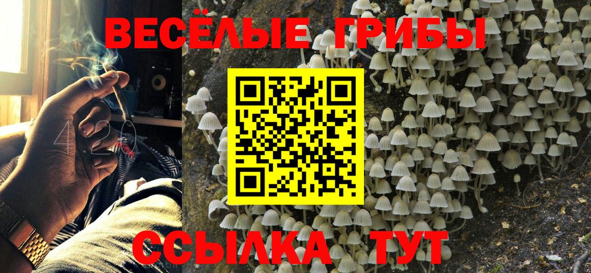 Боровичи  Псилоцибиновые грибы Psilocybine cubensis  Вход с VPN 